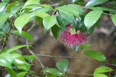 Syzygium laetum